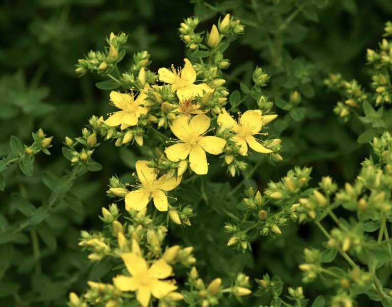 Les Fleurs de la Drôme : Un Festival de Couleurs et de Parfums